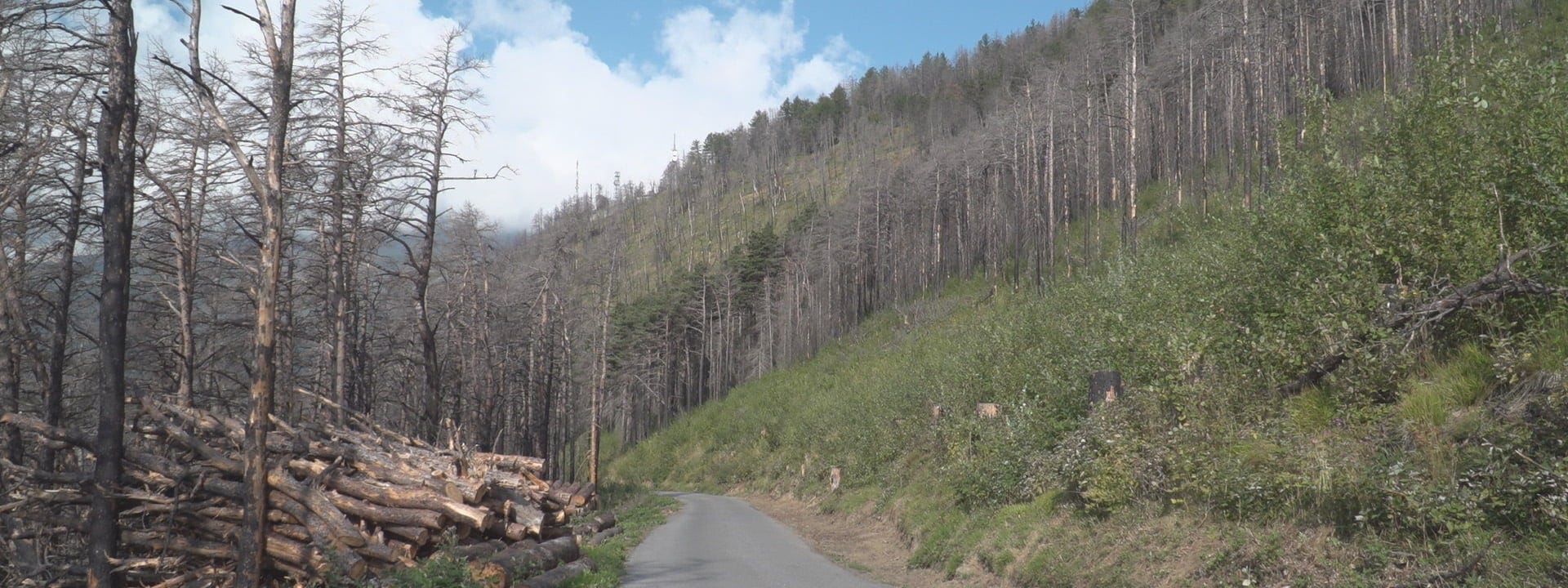 The LT40 Wood-Mizer sawmill helps to rebuild forest after the wildfire in Italy